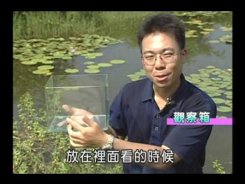 國小_自然_調查水域環境【翰林出版_四上_第二單元 水生生物的世界】 - YouTube