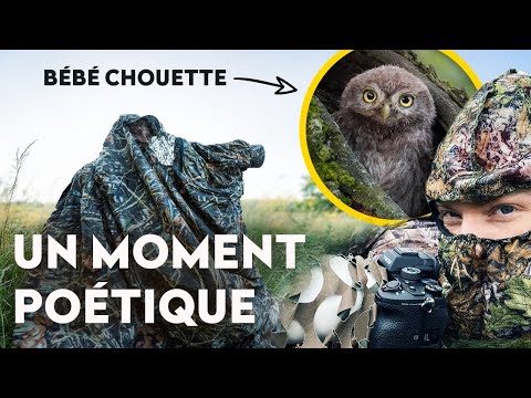 On a filmé une chouette qui nourrit ses petits ! ft. @marc.schoeffel
