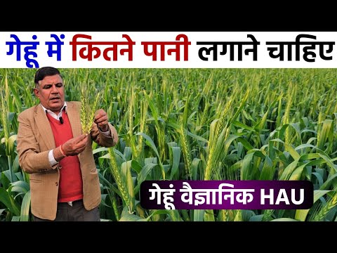 गेहूं में कितने पानी लगाने चाहिए❓🌾  गेहूं वैज्ञानिक Dr. OP Bishnoi से जानिए | Gehu Ki Kheti 2025