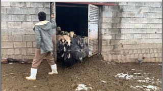 فیدۆیەکی جوانی سروشتی گوند ئالیک دانی مەر و بزن  لە زستاندا کە بەفر باریوە #خروف #sheep #goat
