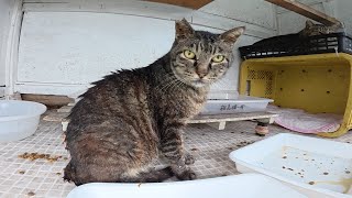 雨に濡れた猫達が猫ハウスの中で体を乾かす