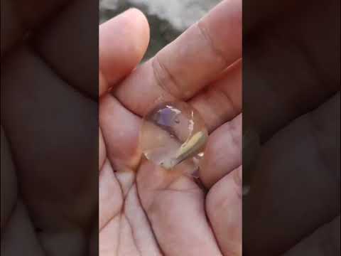 Ovos de salamandra gigante