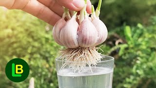 A trick for quickly rooting garlic before planting in the ground