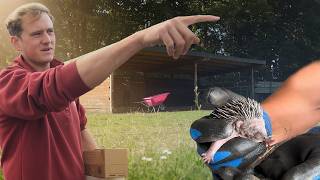 Damit haben wir im Offenstall nicht gerechnet! 🦔😳