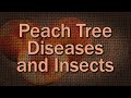 Peach Tree Care and Pests