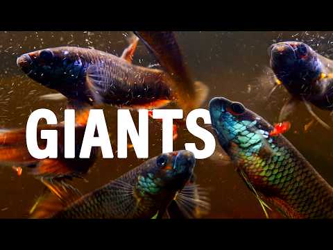 Raising a Community of Giant Wild Bettas Together