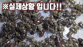 올여름 뭔가 심상치 않습니다. 벌레에 맞아죽을 수있다고 해서 가봤는데...