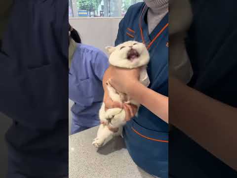 Cat injection😂😂