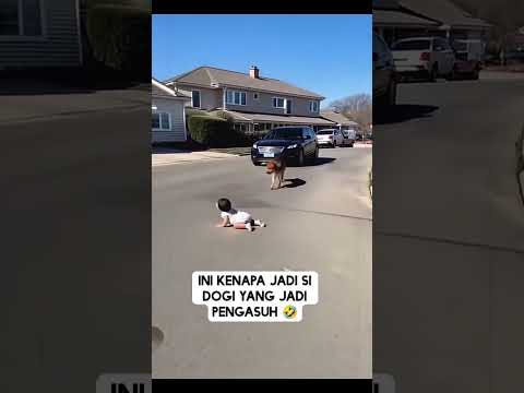 Doggy menyelamatkan majikan nya #viralshorts