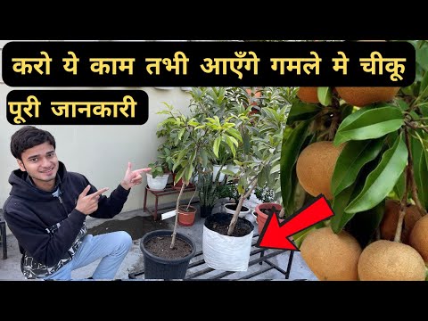 Chikoo/ चीकू पर करो ये काम, 20 दिनों में फल और फूल से भर जाएगा पौधा 🥰 Complete Growing Guide !!