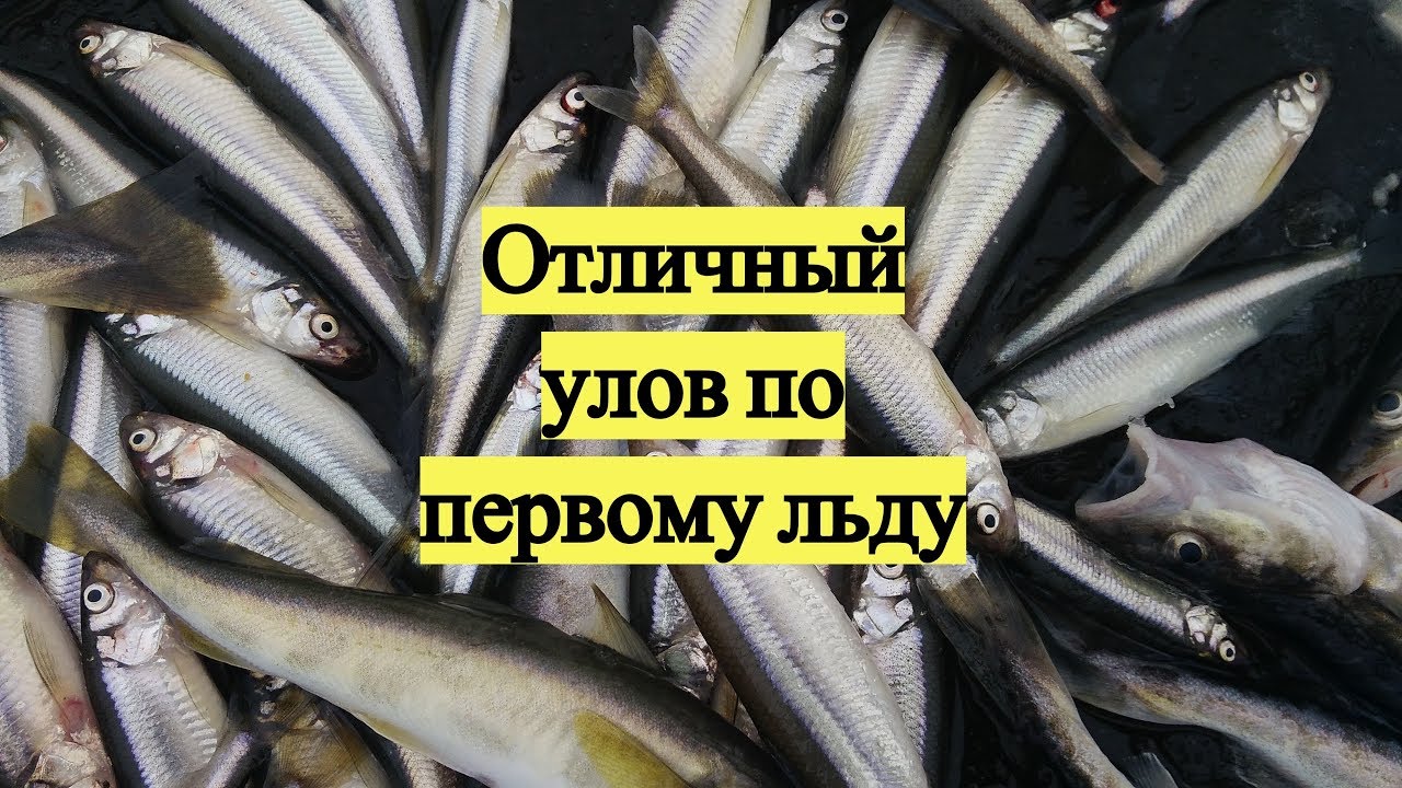 Отличный улов по первому льду