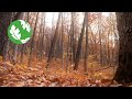 Conservation and Management of Ohio's Forests