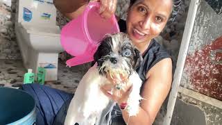 मम्मी ने आज सिजू को नहलाया 🐶#vlog #neelamkiduniya 
