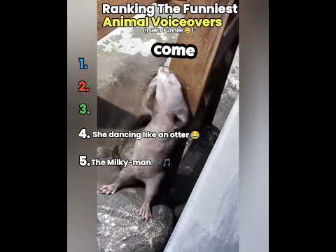 🐾 Ranking the Funniest Animal Voice Overs Ever! #shorts #ranking
