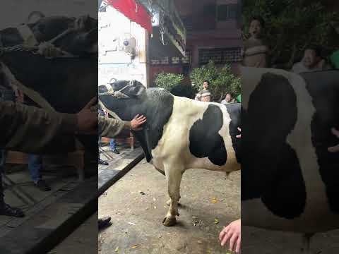 كل سنه و انتو طيبين