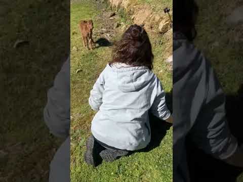 She Just Wanted to Check the Calf… Then THIS Happened 😳❤️