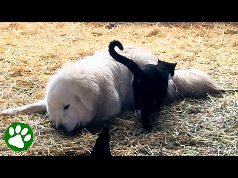 Cat jumps farm dog and it's love at first sight