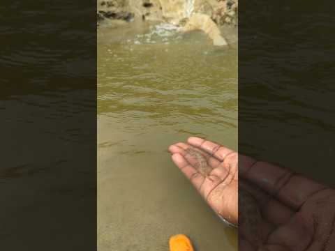 With a little care, fish will grow big. Nature's gift: Small fish. #shorts #fish #animals