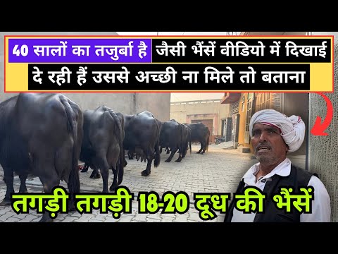 ताऊजी की 18-20 किलोग्राम की गजब भाव में शानदार भैंसें - Top Class Udder with milk Capacity & Beauty