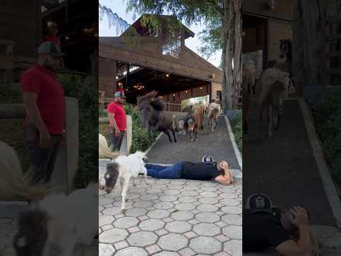 Jump mini horses