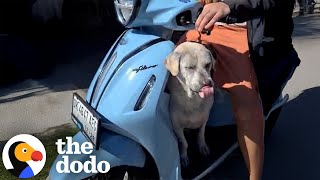 Senior Dog Who Refuses To Walk Loves Dad's Moped | The Dodo