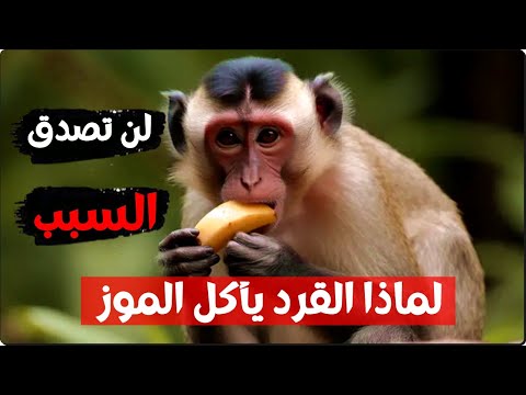 هل تعلم لماذا القرد يأكل الموز !! لن تصدق السبب