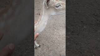 Damtier Lüneburger Heide Wildpark Juni 2026
