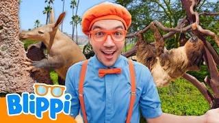Petting SO MANY Animals at the Zoo! 🐨🦒🪴 Playdate with Blippi!