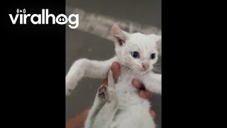 Soldier Rescues Abandoned Kitten || ViralHog