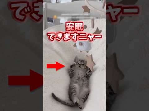🐱ネッコ見てニヤついたらアウトww #2ch #5ch 514