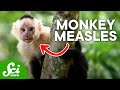 Reverse Zoonoses and Their Impact