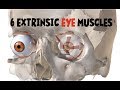 Eye Muscles and Their Functions