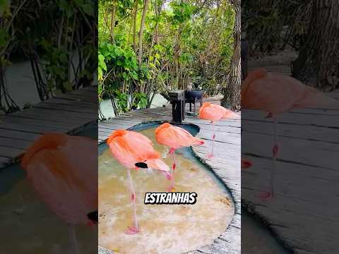 Animais que dormem de formas estranhamente bizarras! #curiosidades #bichos #animais