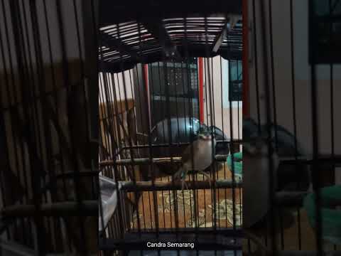 Ciblek pari / ciblek sawah materi belalang