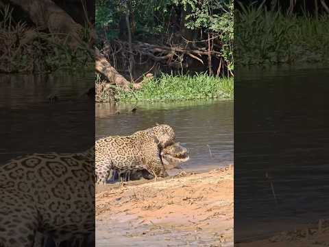 Jaguar preys on the stubborn river crocodile once again #animals #viralvideo #shorts