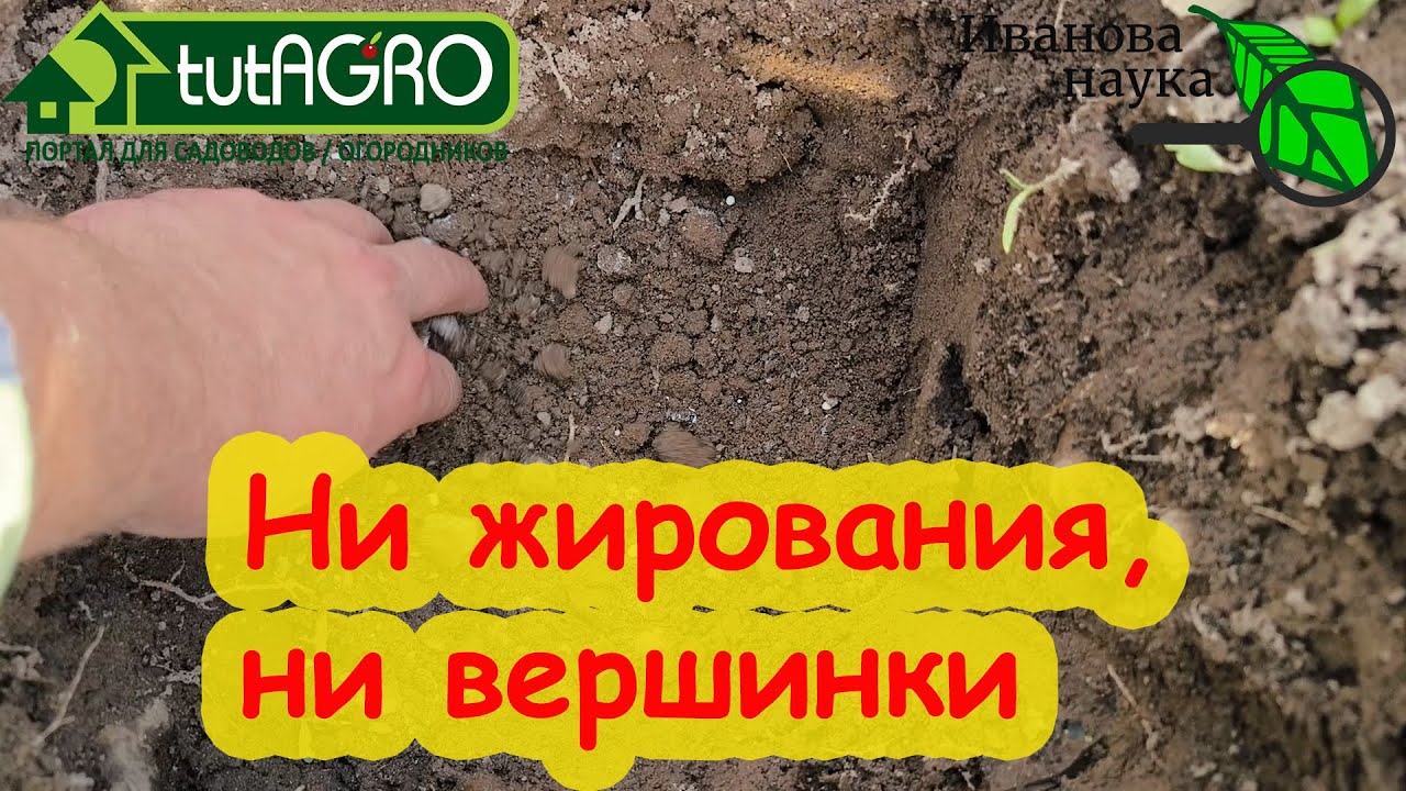 Самый простой и надежный способ наполнить лунку для рассады: томат, перец, баклажан.