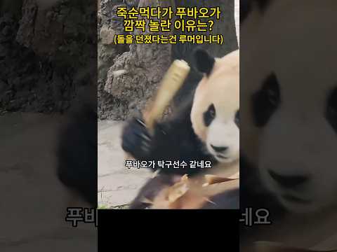 누가 푸바오에게 돌을 던졌다고요? 루머 확인 들어갑니다. #푸바오 #선수핑 #fubao #가짜뉴스