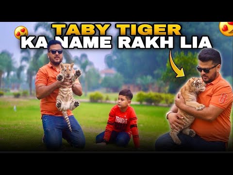 Golden Taby Tiger ka Name Rakh Lia 😍 | sb Log Comments Me Bataye Name kesa Laga? Nouman Hassan