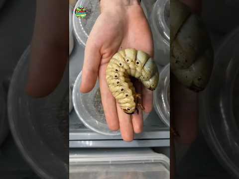 Animal Transformation Journey 💥 Before & After Growing Up Amazing.! #cute #pets #puppy #dog #shorts