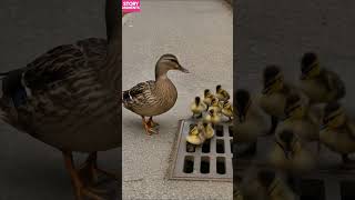 How Strangers United to Save a Duck Family #shorts