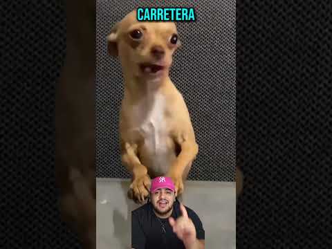 Animales que tienen la realidad alterada #youtubeshorts #animales #cat