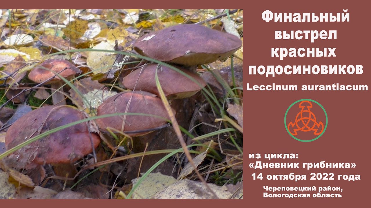 Финальный выстрел красных подосиновиков. Leccinum aurantiacum. 14 октября 2022 г