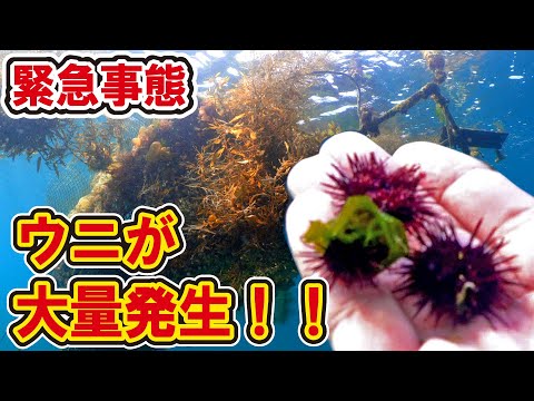 【衝撃】海藻だらけの港のカゴに【ウニ】が大発生した！