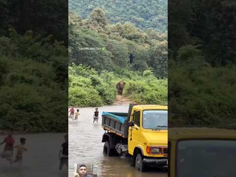 Molecada Vs Elefante vem pisotear errado não tá!