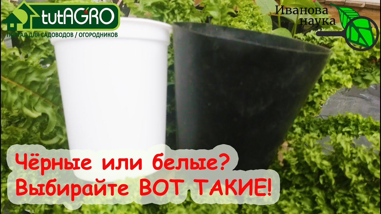 Черные или белые горшки и выбрать? Большая разница! Оптимальная температура роста рассады