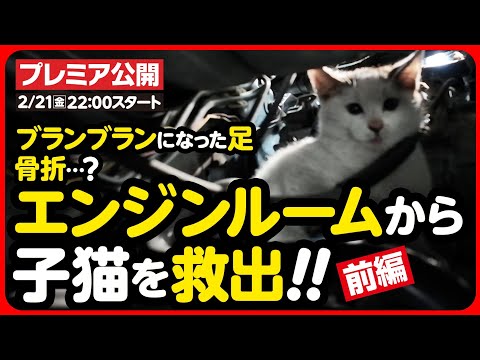 【子猫 保護】骨折...！？エンジンルームからケガした子猫を救出！！【前編】