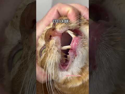 Intoxication à la mort aux rats chez le chat 😞😞. #cat #chat #animals #vet #veterinaire