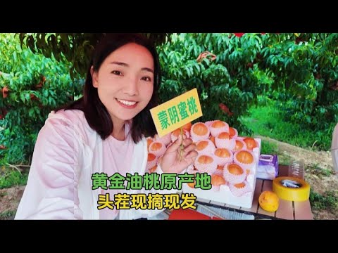 2170集:应季水果就是好吃，小微到蒙阴蜜桃基地，给大家现摘现发黄金油桃 为了给大家分享头茬的黄金油桃，小微直接到山东临沂蒙阴蜜桃原