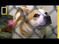 Understanding Dog Farming and Adoption in Korea
