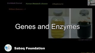 Genes and Enzymes